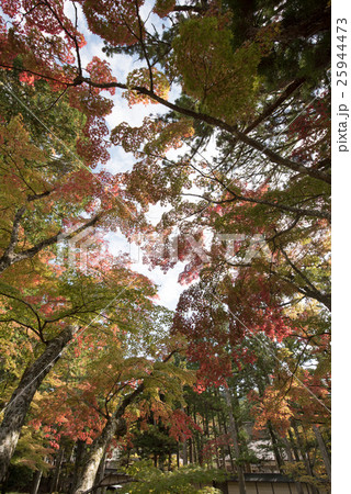 高野山の紅葉と黄葉 25944473