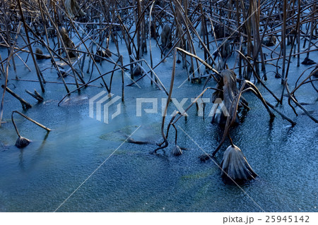 冬景色 枯れハスと氷の池 冬景色 枯れハスと氷の池 25945142
