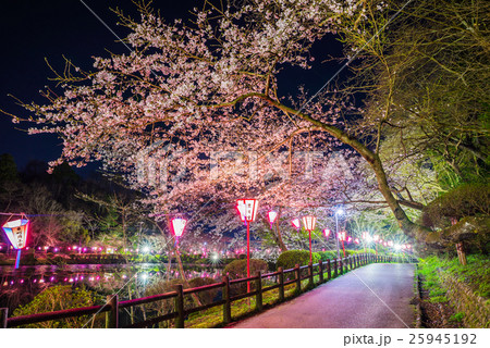 茂原公園 夜桜ライトアップ 千葉県茂原市 の写真素材