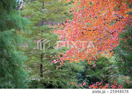 秋の紅葉 横 秋の紅葉 横 25948076