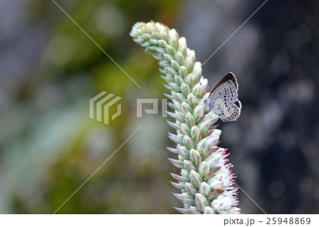 ツメレンゲの花穂で休息中のクロツバメシジミ ツメレンゲの花穂で休息中のクロツバメシジミ 25948869