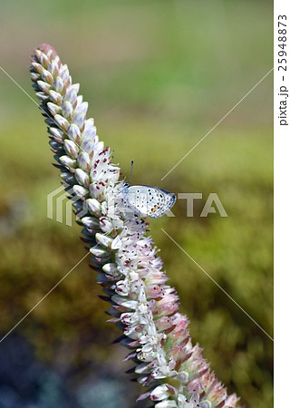 ツメレンゲの花穂で休息中のクロツバメシジミ ツメレンゲの花穂で休息中のクロツバメシジミ 25948873