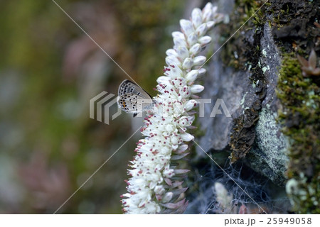ツメレンゲの花穂で吸蜜する　クロツバメシジミ 25949058