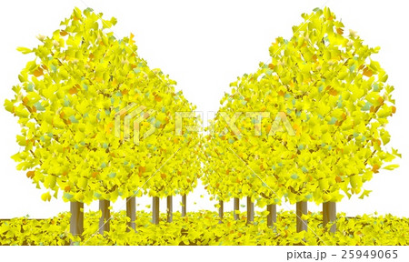 銀杏並木B 25949065