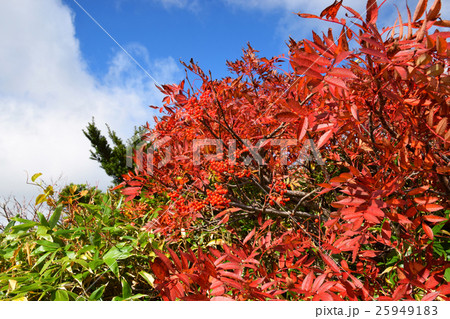 蔵王自然植物園のナナカマド 蔵王自然植物園のナナカマド 25949183