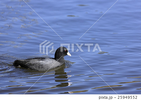 オオバン 25949552