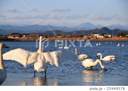 日光連山を眺める多々良沼の白鳥 25949578