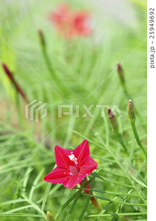 ルコウソウ 縷紅草 の写真素材