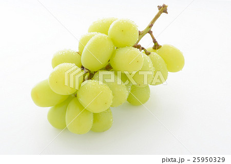 マスカット 25950329
