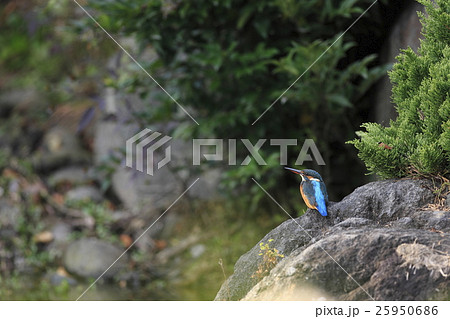 カワセミ 25950686