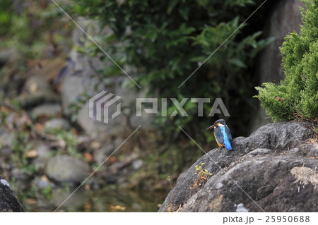 カワセミ 25950688