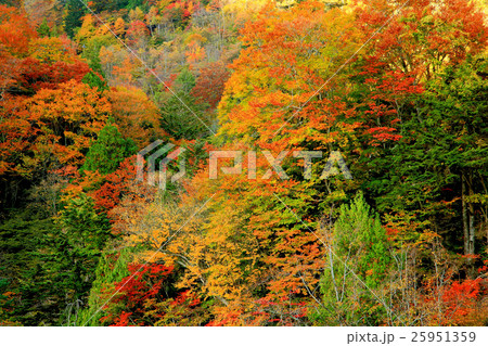 秋紅葉の女夫淵温泉 秋紅葉の女夫淵温泉 25951359