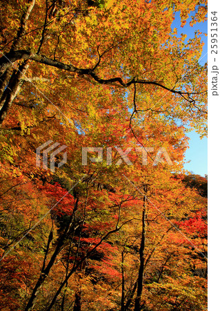 秋紅葉の女夫淵温泉 25951364