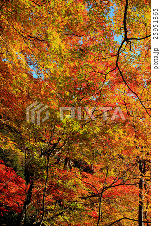 秋紅葉の女夫淵温泉 秋紅葉の女夫淵温泉 25951365