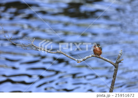 カワセミ 25951672