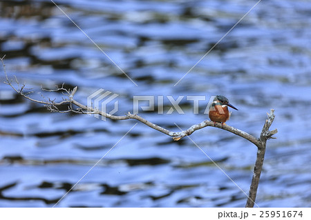 カワセミ カワセミ 25951674