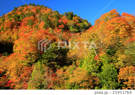 秋紅葉の女夫淵温泉 秋紅葉の女夫淵温泉 25951768