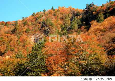 秋紅葉の女夫淵温泉 秋紅葉の女夫淵温泉 25951769