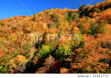 秋紅葉の女夫淵温泉 秋紅葉の女夫淵温泉 25951772
