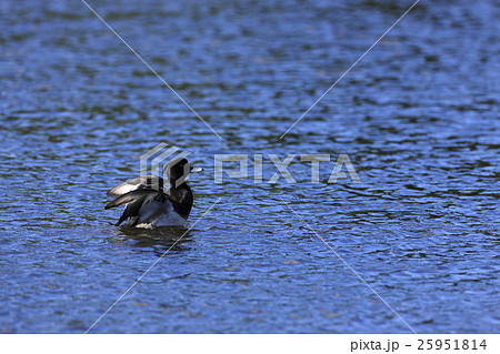 キンクロハジロ キンクロハジロ 25951814