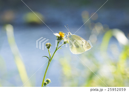 センダングサの花にとまるモンシロチョウ 25952059