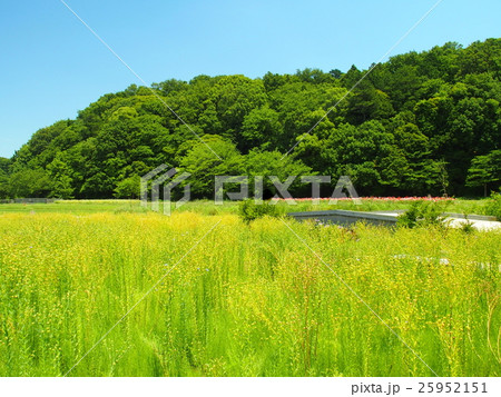 亜麻畑と林風景 25952151