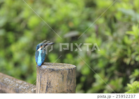 冊にとまるカワセミ 冊にとまるカワセミ 25952237