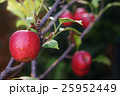 リンゴ 25952449
