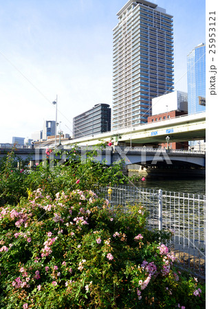 大阪　中之島の風景 25953121