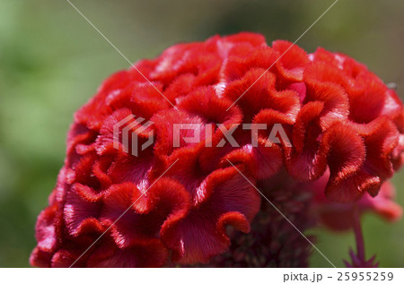 トサカケイトウ（鶏冠鶏頭）の写真素材 [25955259] - PIXTA