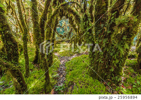 Tree moss Tree moss 25956894