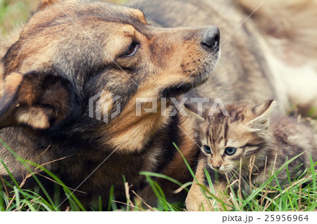 Big dog and a small kitten lying together Big dog and a small kitten lying together 25956964