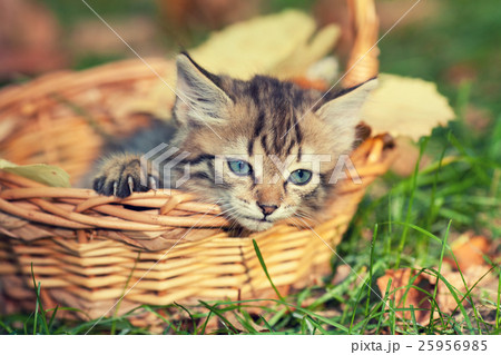 Little kitten sitting in the basket in the garden Little kitten sitting in the basket in the garden 25956985