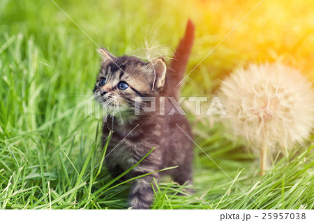 Little kitten walking on the grass 25957038