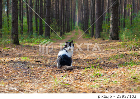Black and white cat sitting in the pine forest Black and white cat sitting in the pine forest 25957102