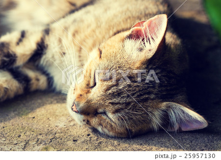 Portrait of a happy sleeping cat 25957130