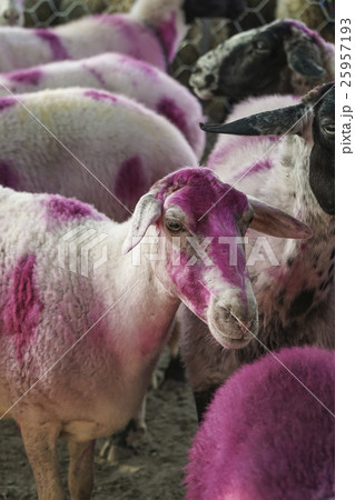 Herd of sheep dyed in pink Herd of sheep dyed in pink 25957193