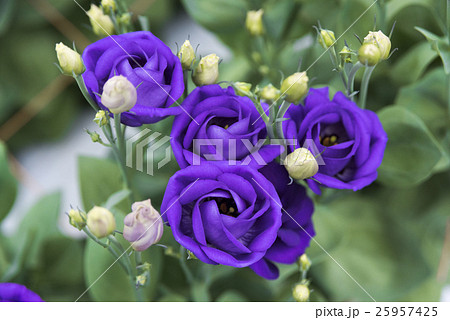 トルコキキョウ01 トルコキキョウ01 25957425