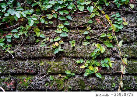 Brick wall covered by moss and ivy plant Brick wall covered by moss and ivy plant 25958778