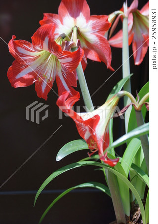 アマリリス 花言葉は すばらしく美しい の写真素材