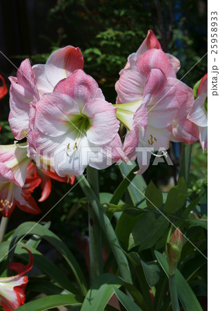 美しい花の画像 最新のhd花 言葉 アマリリス