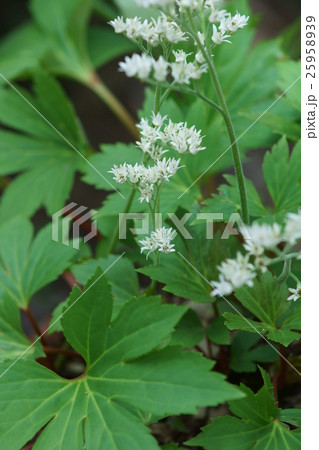 岩八手イワヤツデ　花言葉は「愛嬌」 25958939