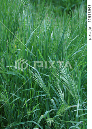 馬の茶挽 ウマノチャヒキと申します。 馬の茶挽 ウマノチャヒキと申します。 25958943