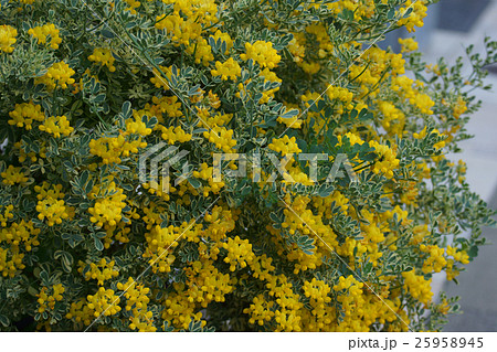 コロニラ バレンティナ バリエガータ 斑入りのエニシダです。 コロニラ バレンティナ バリエガータ 斑入りのエニシダです。 25958945