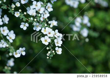 雪柳ユキヤナギ 花言葉は 愛らしさ の写真素材