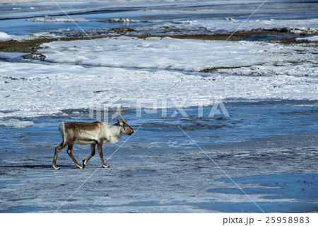 Reindeer at a lake, Iceland 25958983