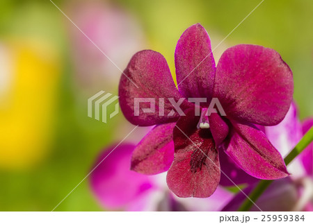 Red orchid 25959384