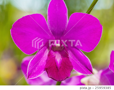 Close-up of pink flower 25959385
