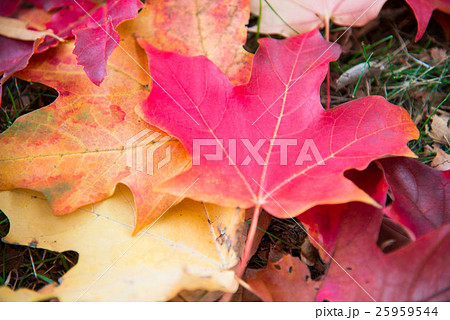 紅葉した赤い楓の葉（ズームイン） 25959544