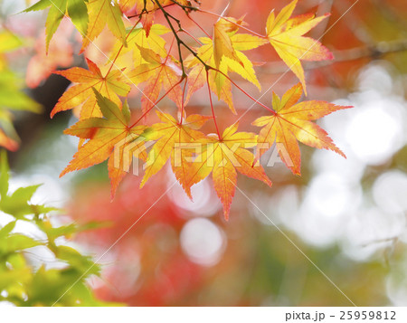 紅葉 色づき始めの写真素材